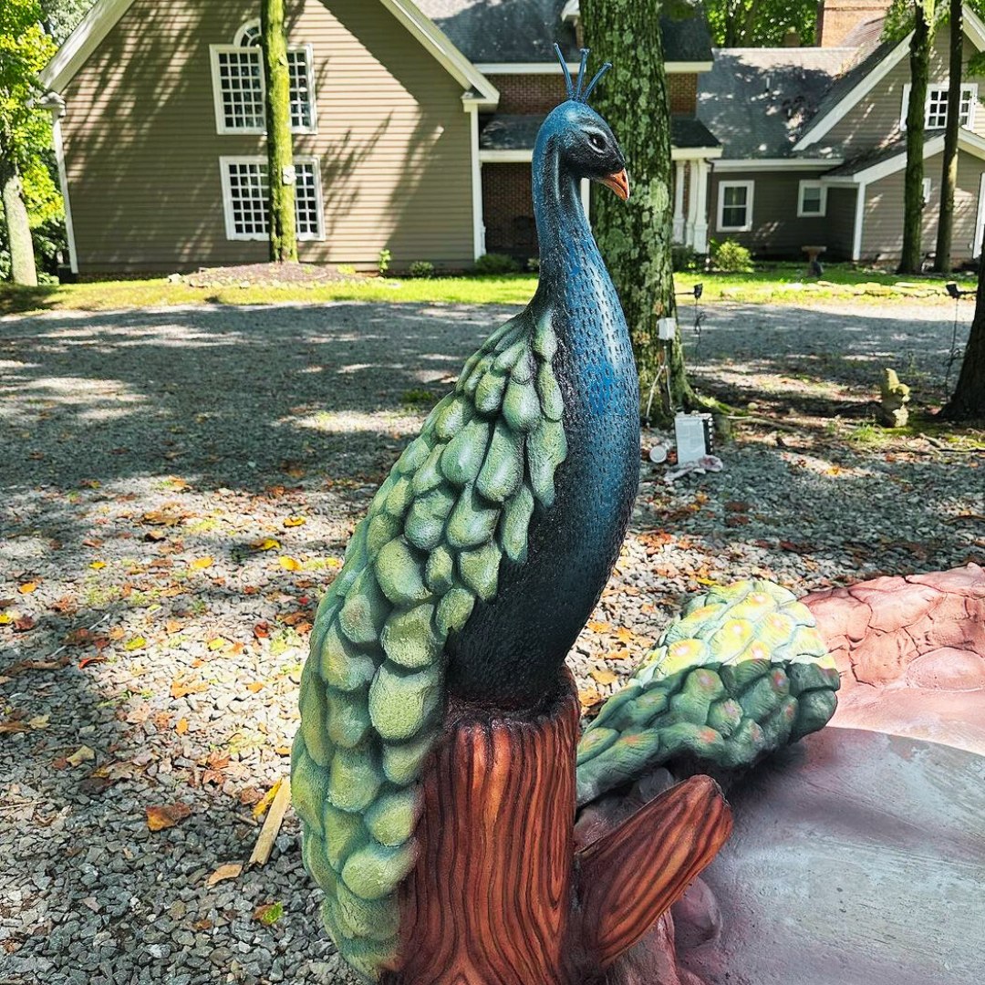 Peacock bird